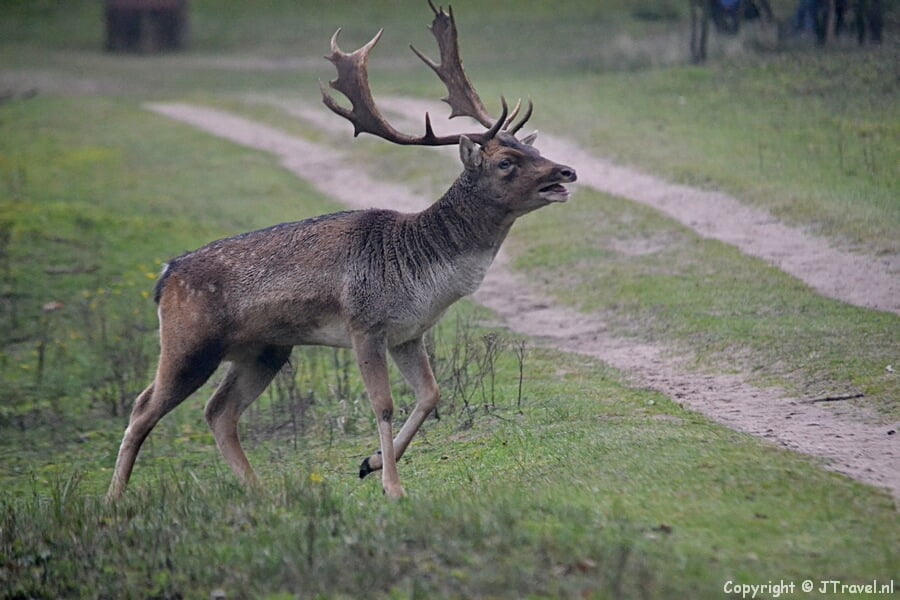 Een burlend damhert in de Amsterdamse Waterleidingduinen op 19 oktober 2020