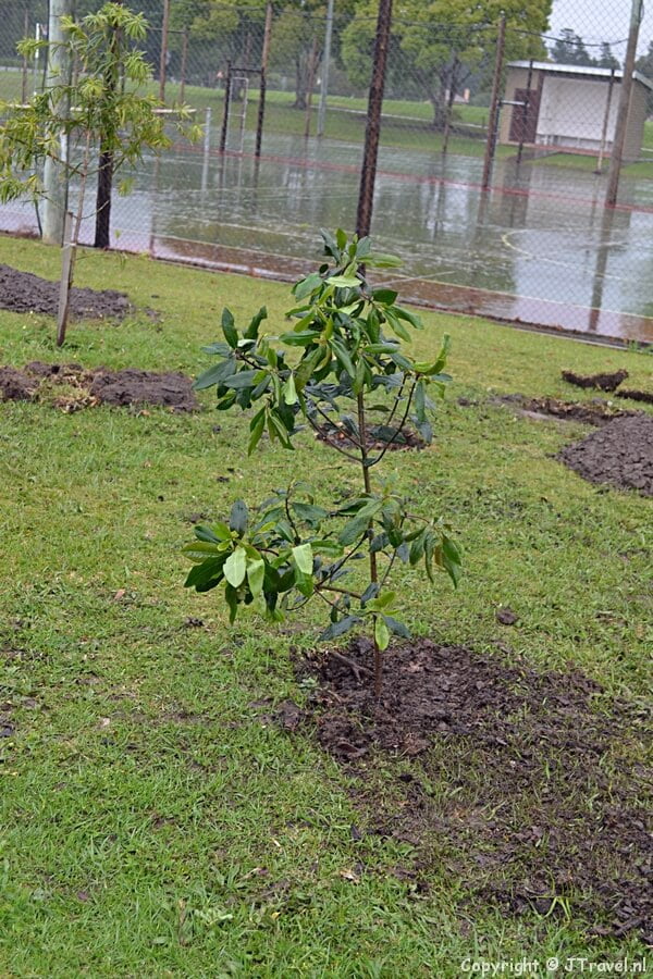 De geplante boom op de Saas Campus in George