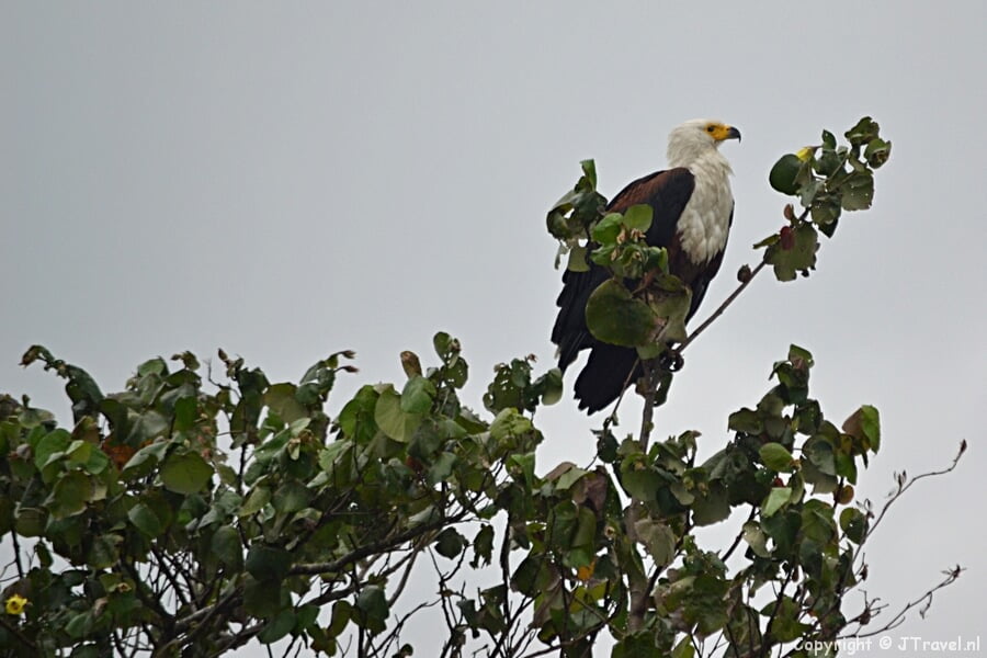 Een Afrikaanse visarend in het iSimangaliso Wetland Park bij St. Lucia