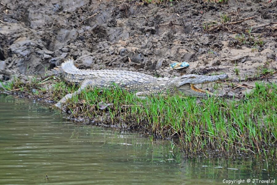 Een krokodil in het iSimangaliso Wetland Park bij St. Lucia