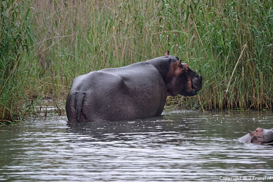 Nijlpaarden in het iSimangaliso Wetland Park bij St. Lucia