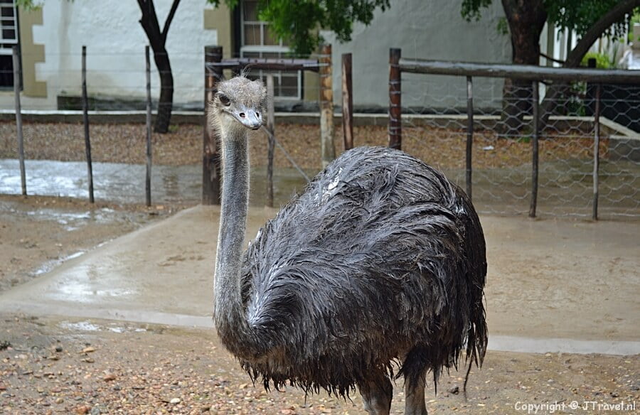 Struisvogel in Cango Ostrich Farm in Oudtshoorn
