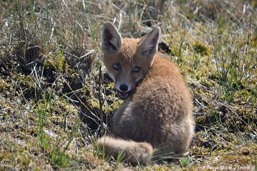 Een vossenwelp in de Amsterdamse Waterleidingduinen op 28 mei 2020