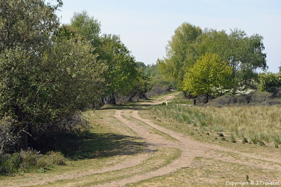Een wandelpad in de Amsterdamse Waterleidingduinen