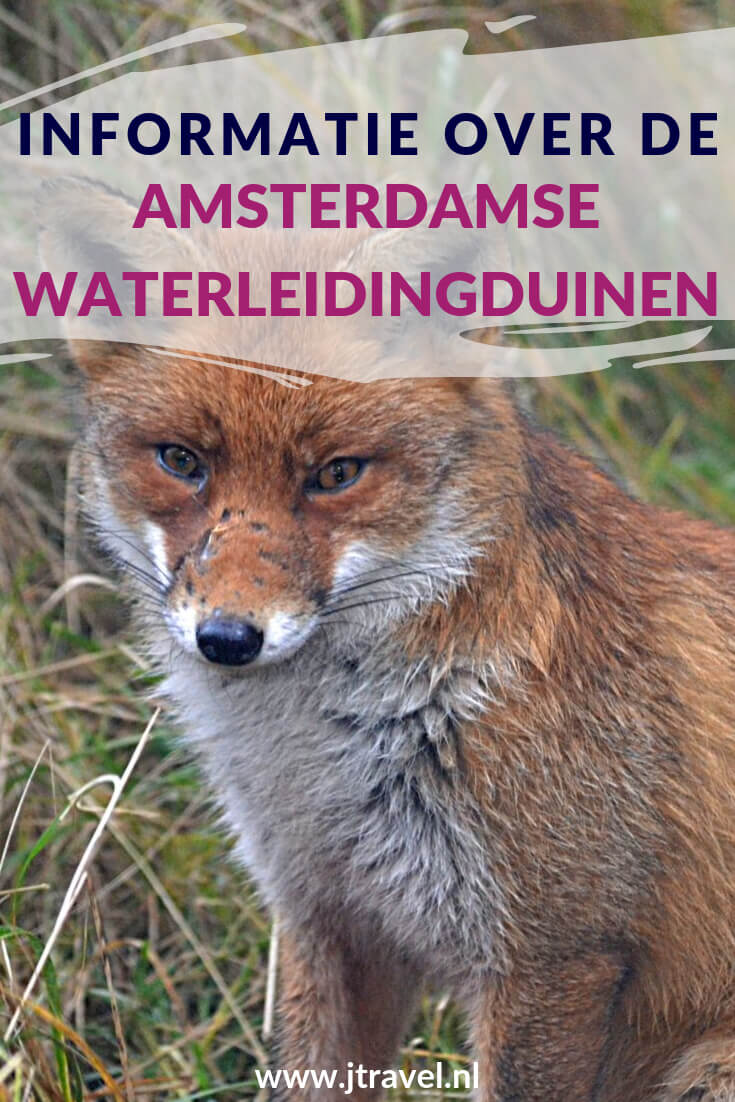 Hier lees je informatie over de Amsterdamse Waterleidingduinen, zoals de dieren, de geschiedenis, het bezoekerscentrum, de wandelroutes en de entree. Meer lezen doe je hier. Lees je mee? #amsterdamsewaterleidingduinen #awd #wandelen #hiken #informatie #jtravel #jtravelblog