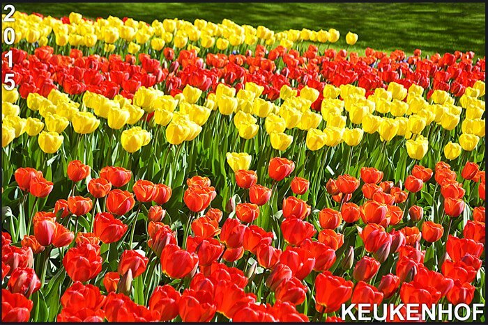 Keukenhof 2015