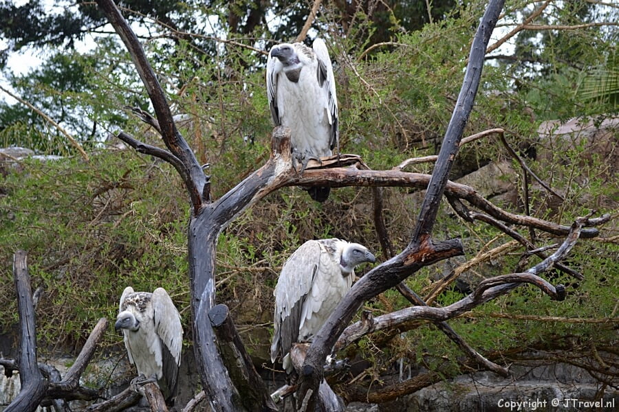 Kaapse gieren in Cango Wildlife Ranch in Oudtshoorn