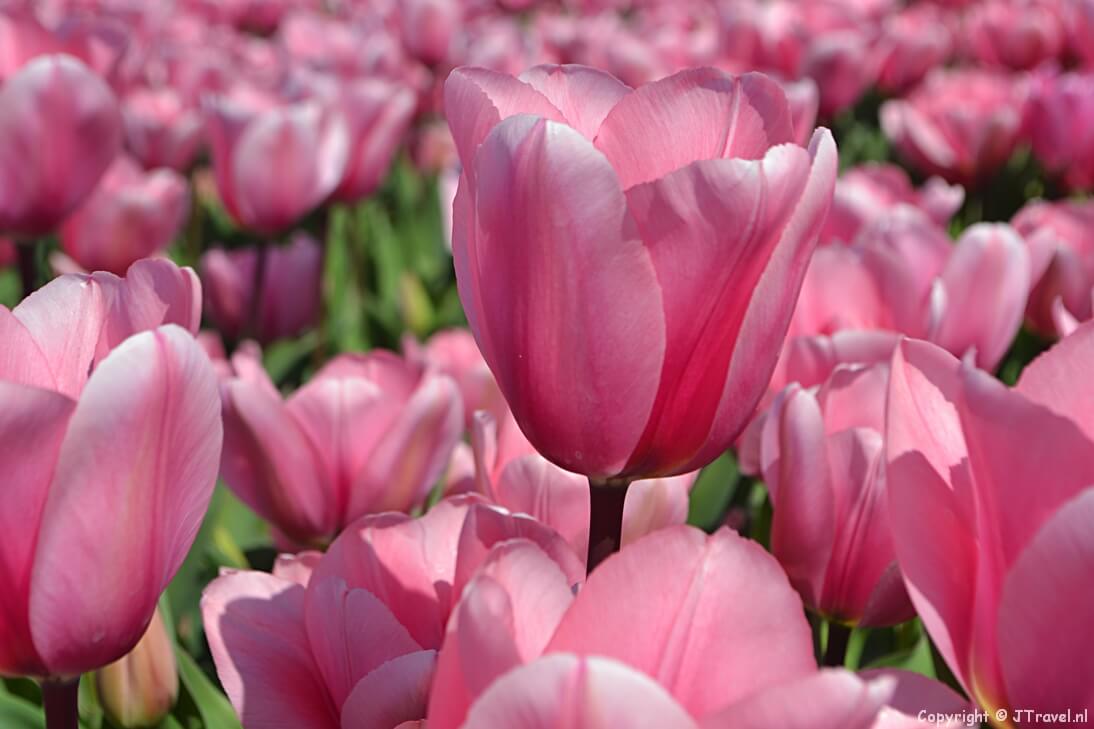 In het deel over Nederland vindt u beschrijvingen van uitstapjes die ik in de afgelopen jaren in Nederland heb ondernomen naar bijv. Amsterdam, Groningen, Leiden, Bollenstreek, Haarlemmermeer, Keukenhof, Texel en de Amsterdamse Waterleidingduinen.