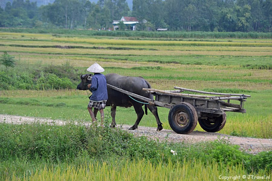 Een door een buffel voortgetrokken kar op het platteland van Vietnam