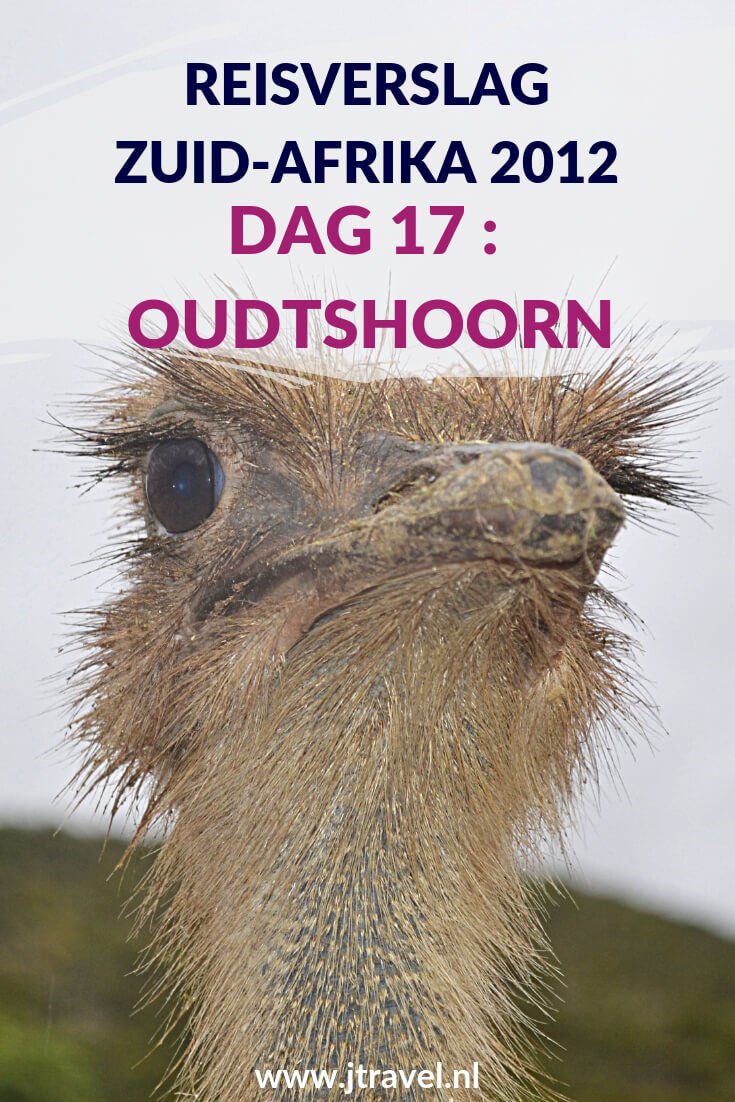 Op dag 17 van mijn 23-daagse groepsrondreis door Zuid-Afrika planten we als groep een boom in George en bezoeken we Cango Wildlife Ranch en de struisvogels in een regenachtig Oudtshoorn. Alles over de zeventiende dag van mijn reis door Zuid-Afrika lees je hier. Lees je mee? #zuidafrika #struisvogels #oudtshoorn #reisverslag #jtravel #jtravelblog