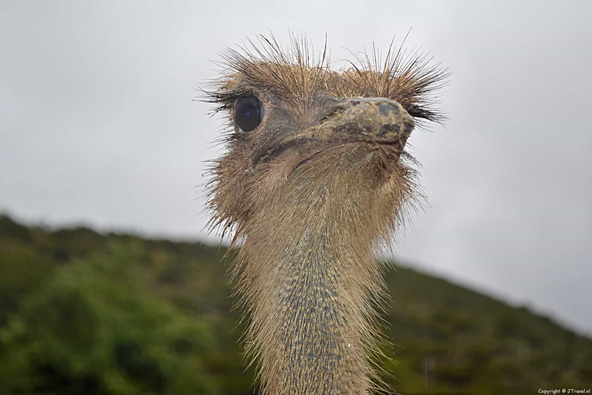 Reisverslag Zuid-Afrika : dag 17 - zaterdag 20 oktober 2012