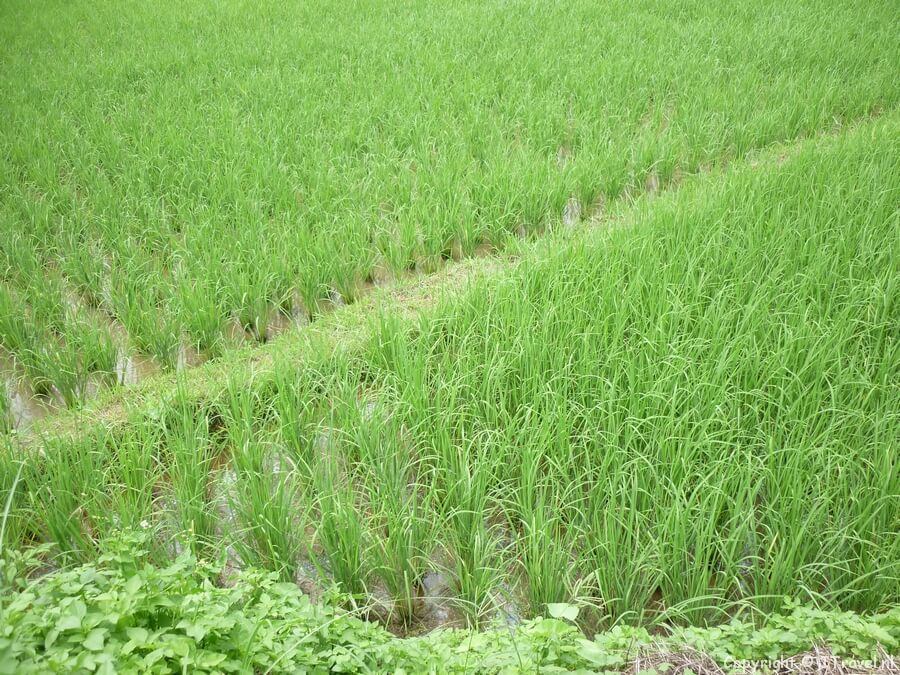 Rijstvelden tussen Chiang Mai en Chiang Rai