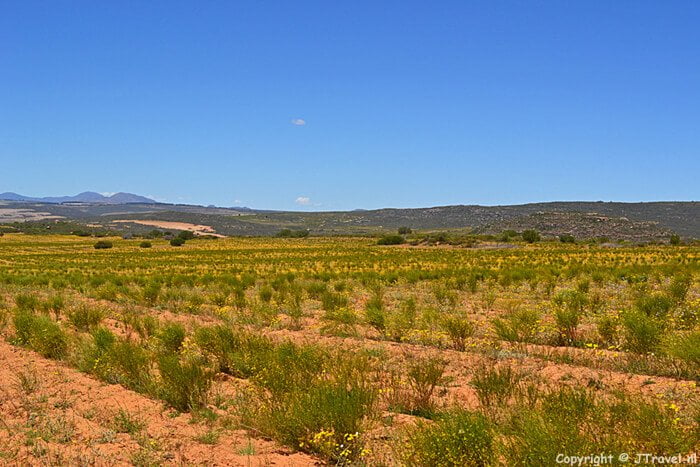 Rooibosplanten bij Elandsberg Eco Reserve / Copyright © JTravel.nl