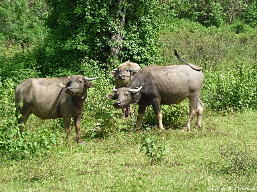Waterbuffels langs de kant van de weg