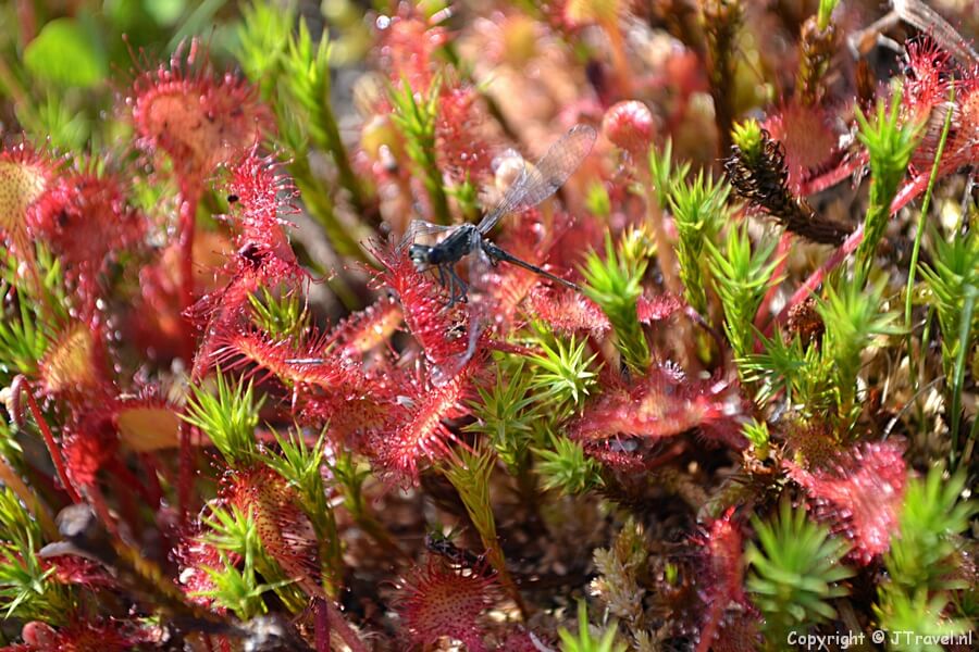 Zonnedauw in de Amsterdamse Waterleidingduinen
