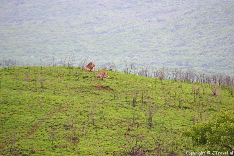 Leeuwen in het Hluhluwe-Imfolozi Game Reserve