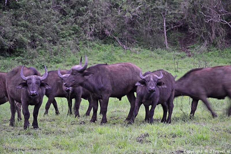 Buffels in het Hluhluwe-Imfolozi Game Reserve