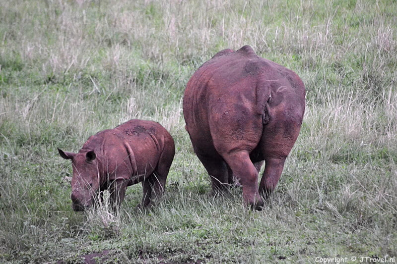 Witte neushoorns in het Hluhluwe-Imfolozi Game Reserve