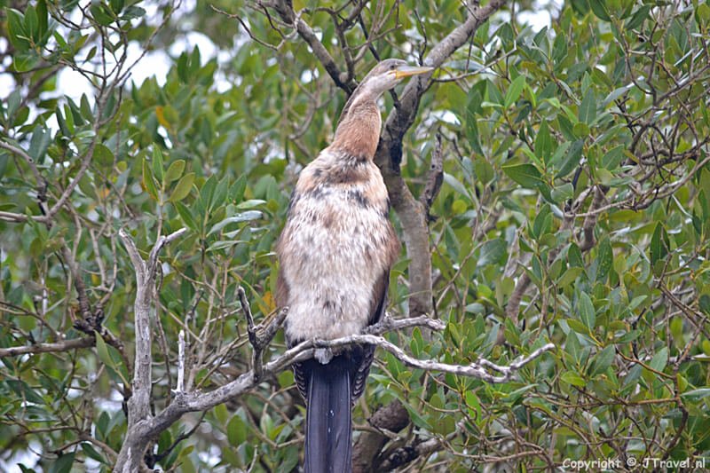 Juveniel aalscholver in het iSimangaliso Wetland Park