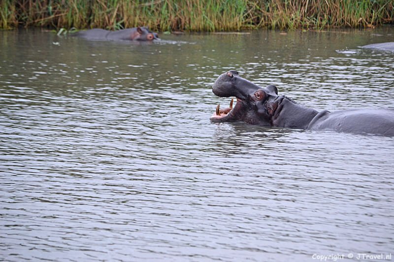 Nijlpaarden in het iSimangaliso Wetland Park