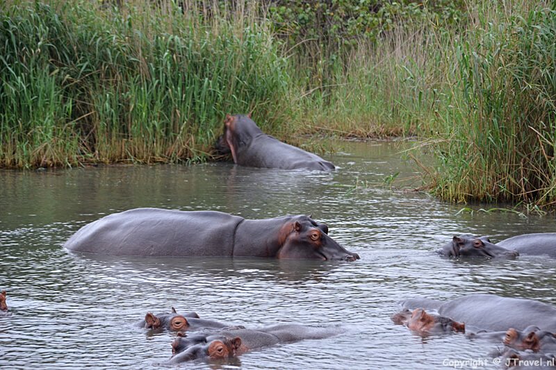 Nijlpaarden tijdens een boottocht bij St. Lucia