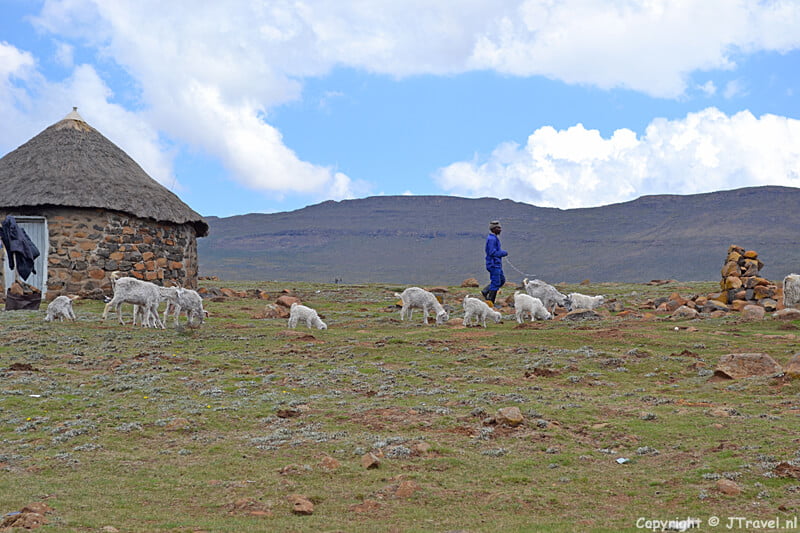 Schaapherder met zijn schapen op de Sani Pass in Lesotho