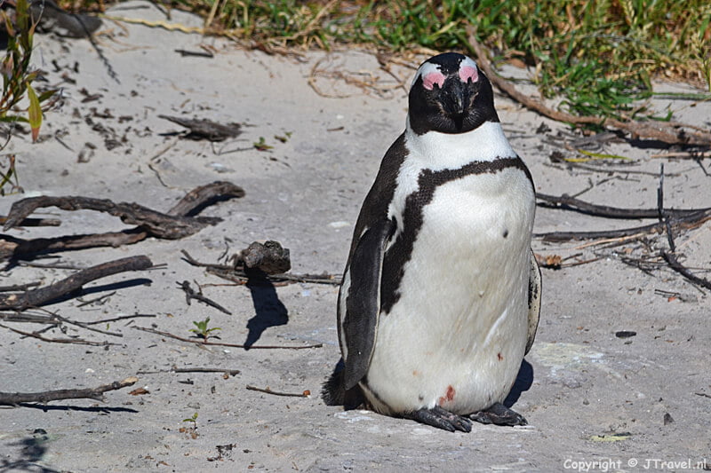 Pinguin in Boulders Beach