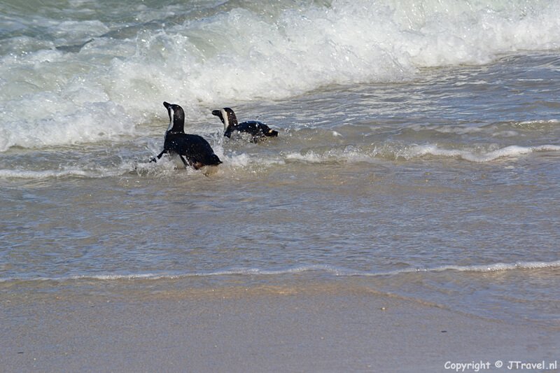 Pinguins te water in Boulders Beach