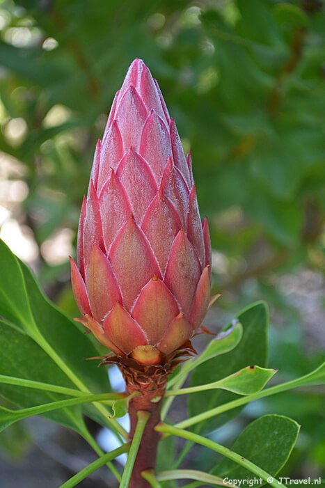 Protea in de Botanische Tuin van Stellenbosch