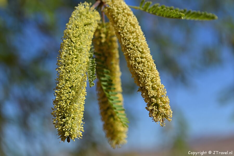 Acacia onderweg