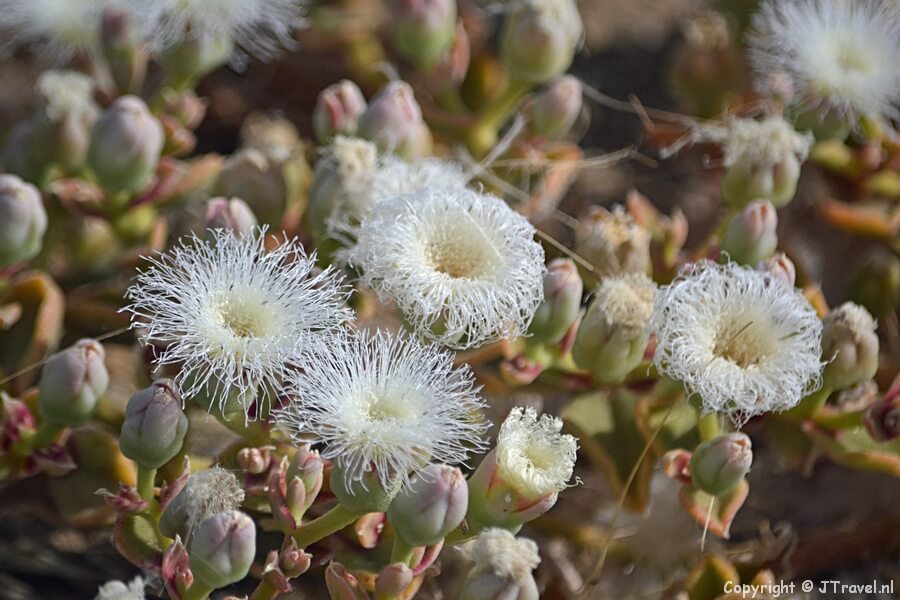 Bloemen onderweg in Namibië