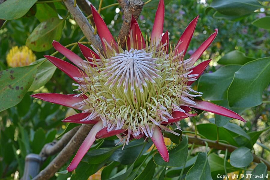 Botanische Tuin in Stellenbosch