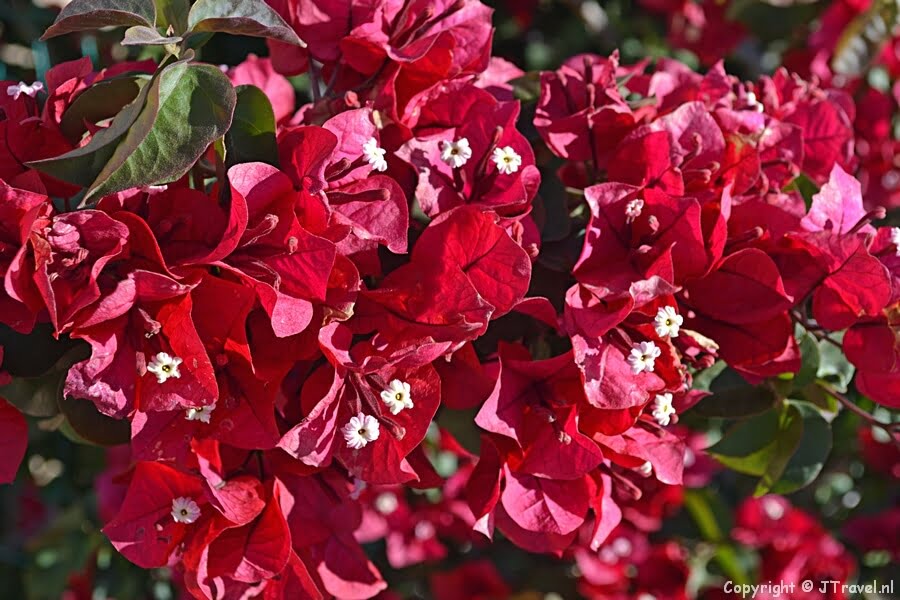 Bougainville in Springbok