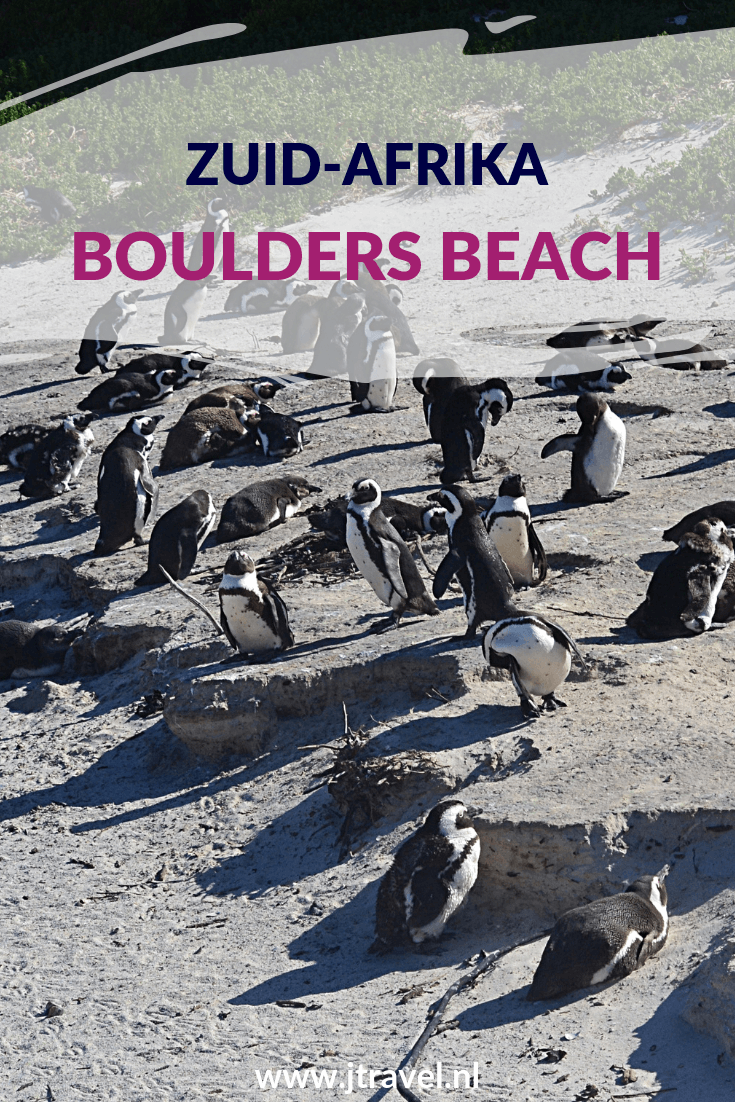 Tijdens een excursie over het Kaapse Schiereiland bezoek je meestal ook de pinguïns van Boulders Beach. Wat je hier kunt verwachten lees je hier. Lees je mee? #bouldersbeach #pinguins #kaapstad #kaapseschiereiland #zuidafrika #jtravel #jtravelblog Tijdens een excursie over het Kaapse Schiereiland bezoek je meestal ook de pinguïns van Boulders Beach. Wat je hier kunt verwachten lees je hier. Lees je mee? #bouldersbeach #pinguins #kaapstad #kaapseschiereiland #zuidafrika #jtravel #jtravelblog