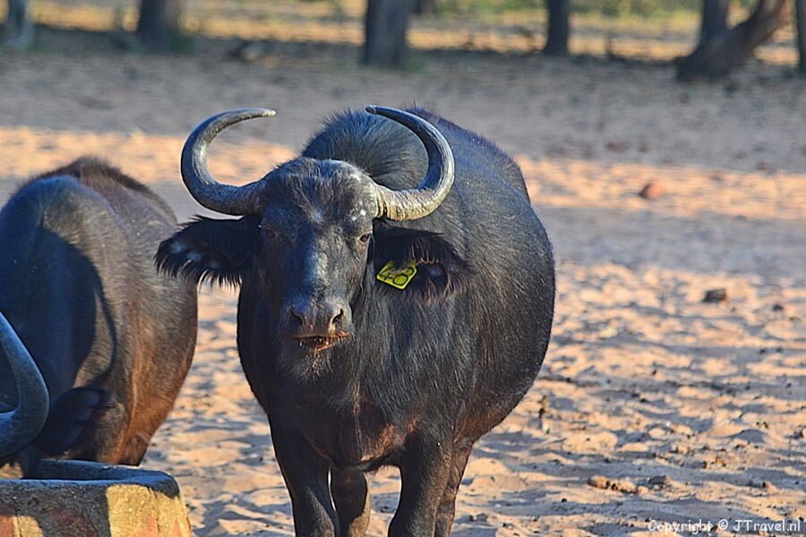 Buffel in het Waterberg Plateau National Park