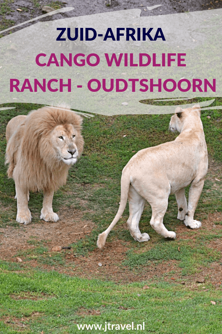 In Cango Wildlife Ranch bij Oudtshoorn zie je bijzondere vogels, zoogdieren en reptielen en katachtigen als Bengaalse tijgers, witte tijgers, witte leeuwen, caracals en luipaarden. Meer weten over deze wildlife ranch lees dan dit artikel. #oudshoorn #cangowildliferanch #zuidafrika #jtravel #jtravelblog