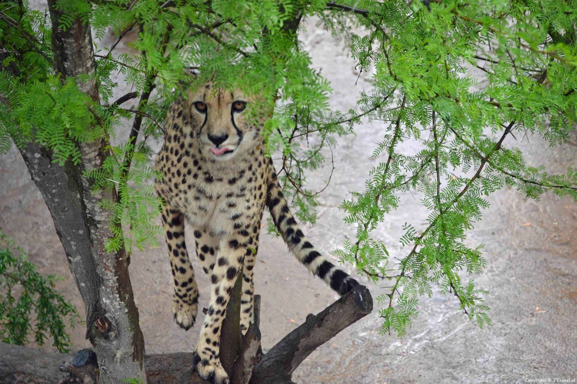 Cango Wildlife Ranch in Oudtshoorn in Zuid-Afrika