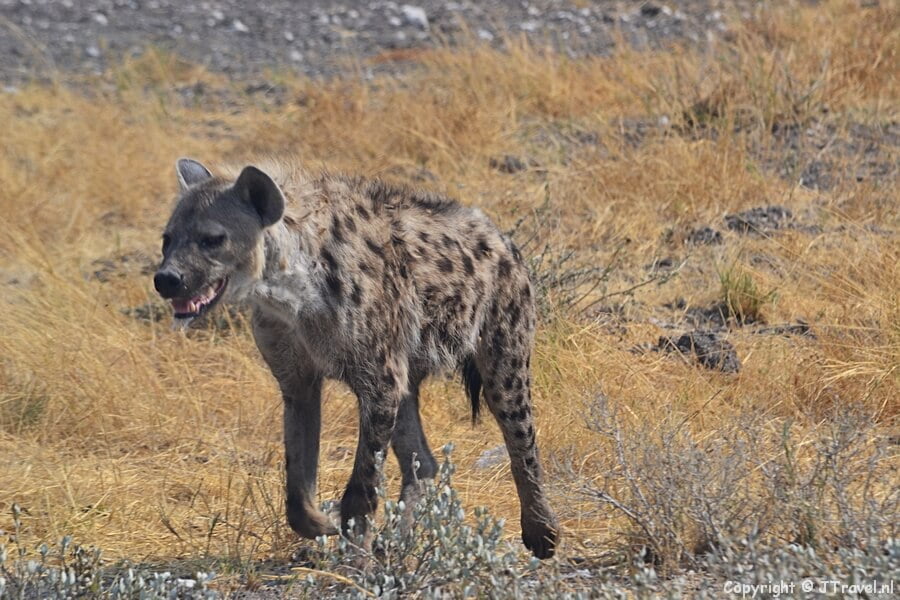 Hyena in Etosha National Park