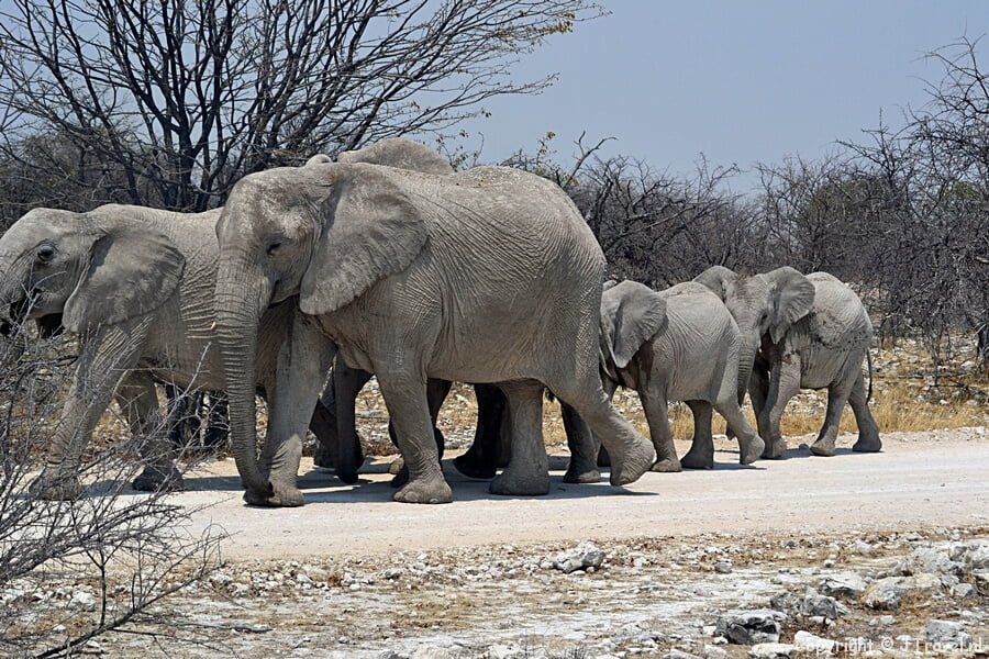 Olifanten in Etosha National Park