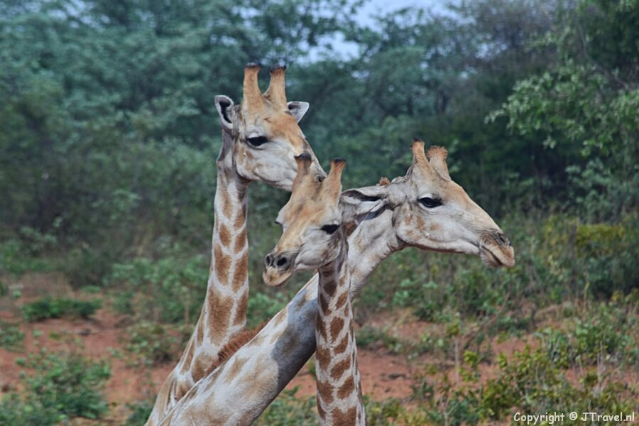 Giraffes in het Waterberg Plateau National Park