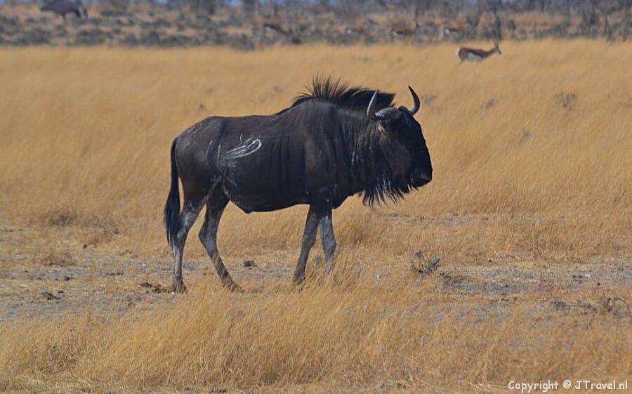Gnoe in Etosha National Park