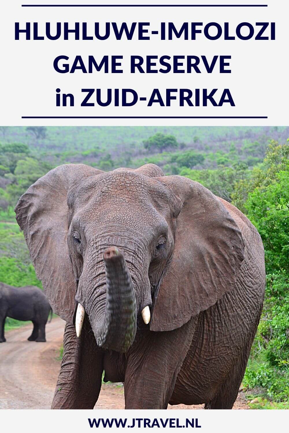 De mooiste gamedrive tijdens mijn rondreis door Zuid-Afrika maakte ik in Hluhluwe-Imfolozi Game Reserve. We kwamen oog in oog te staan met een grote kudde olifanten. Meer weten over Hluhluwe-Imfolozi Game Reserve lees dan verder. Lees je mee? #hluhluweimfolozigamereserve #wildlife #gamedrive #zuidafrika #jtravel #jtravelblog De mooiste gamedrive tijdens mijn rondreis door Zuid-Afrika maakte ik in Hluhluwe-Imfolozi Game Reserve. We kwamen oog in oog te staan met een grote kudde olifanten. Meer weten over Hluhluwe-Imfolozi Game Reserve lees dan verder. Lees je mee? #hluhluweimfolozigamereserve #wildlife #gamedrive #zuidafrika #jtravel #jtravelblog