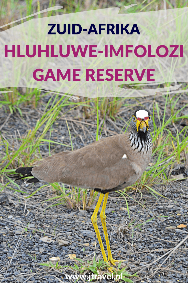 De mooiste gamedrive tijdens mijn rondreis door Zuid-Afrika maakte ik in Hluhluwe-Imfolozi Game Reserve. We kwamen oog in oog te staan met een grote kudde olifanten. Meer weten over Hluhluwe-Imfolozi Game Reserve lees dan verder. Lees je mee? #hluhluweimfolozigamereserve #wildlife #gamedrive #zuidafrika #jtravel #jtravelblog