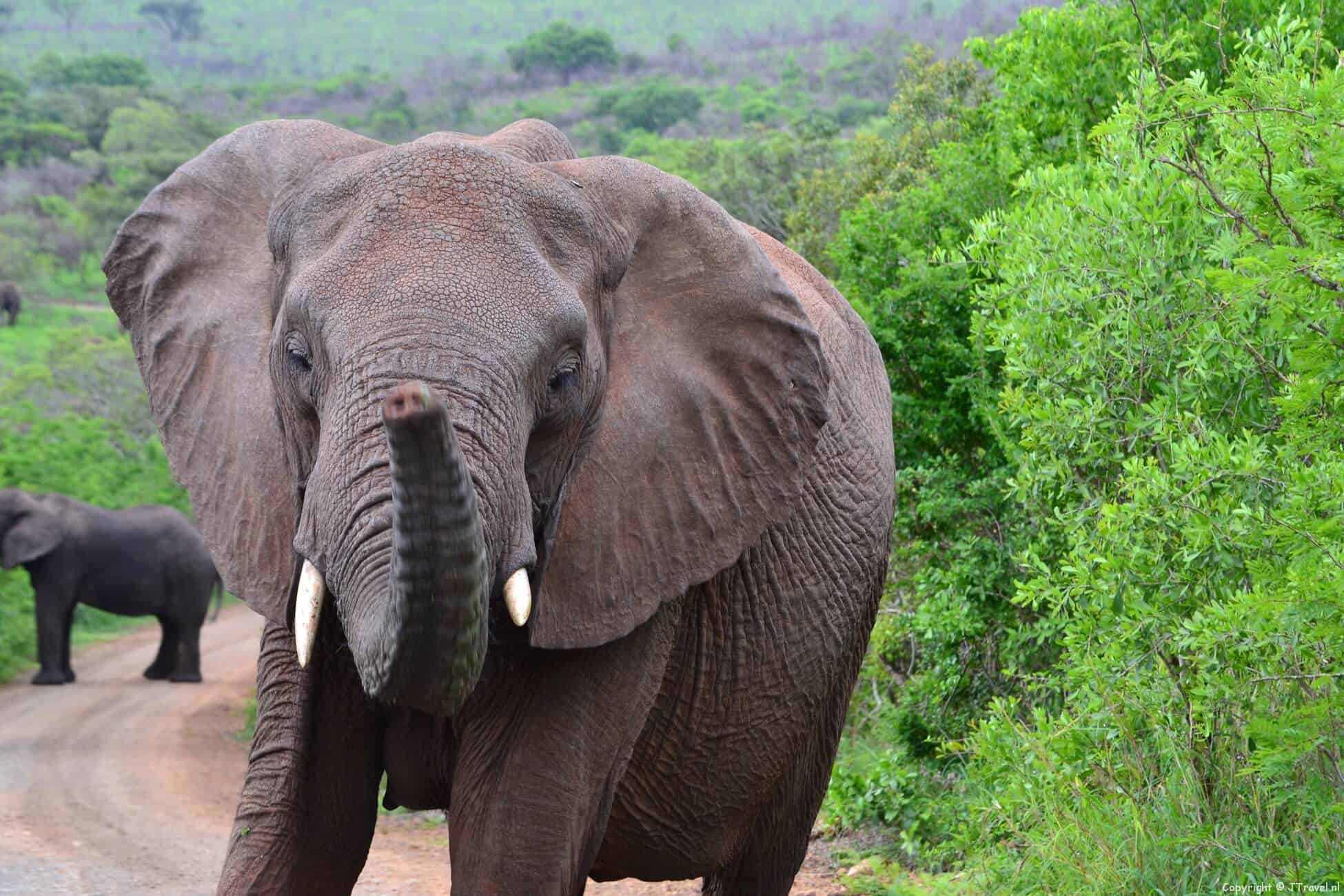 Hluhluwe-Imfolozi Game Reserve in Zuid-Afrika