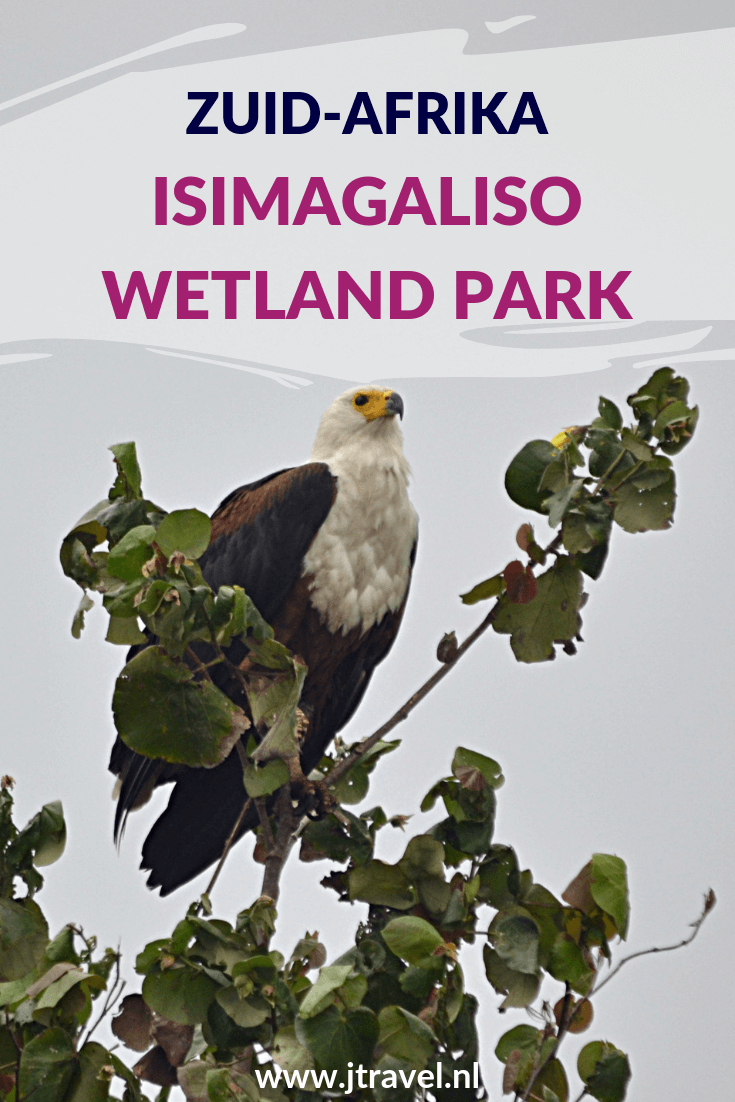 Het iSimangaliso Wetland Park ligt bij St. Lucia. Het iSimangaliso Wetland Park staat op de Werelderfgoedlijst van UNESCO. Ik maakte hier een boottocht en zag heel veel vogels maar vooral nijlpaarden. Het iSimangaliso Wetland Park is bekend om zijn grote hoeveelheid nijlpaarden. Meer weten, lees dan verder. #isimangalisowetlandpark #unesco #werelderfgoedlijst #boottocht #nijlpaarden #zuidafrika #jtravel #jtravelblog