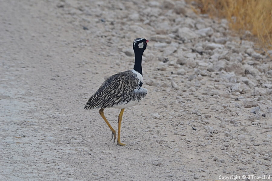 Korhaan in Etosha National Park