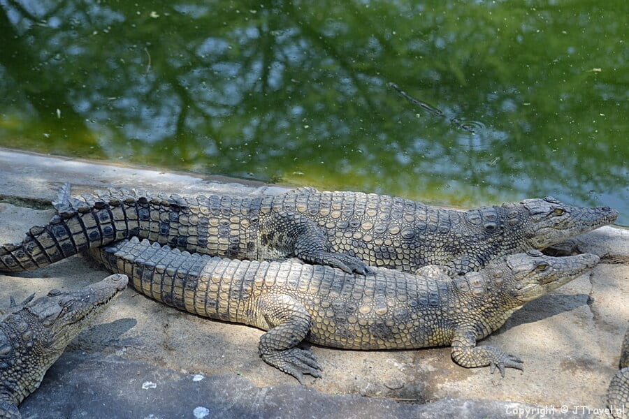 Krokodillen in Otjiwarongo Crocodile Farm