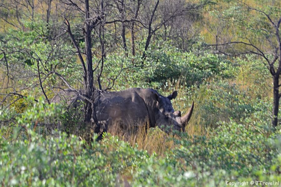 Neushoorn in het Waterberg Plateau National Park