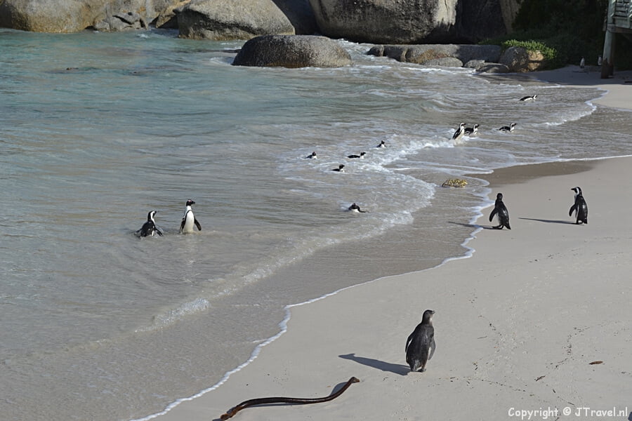 Pinguins in Boulders Beach