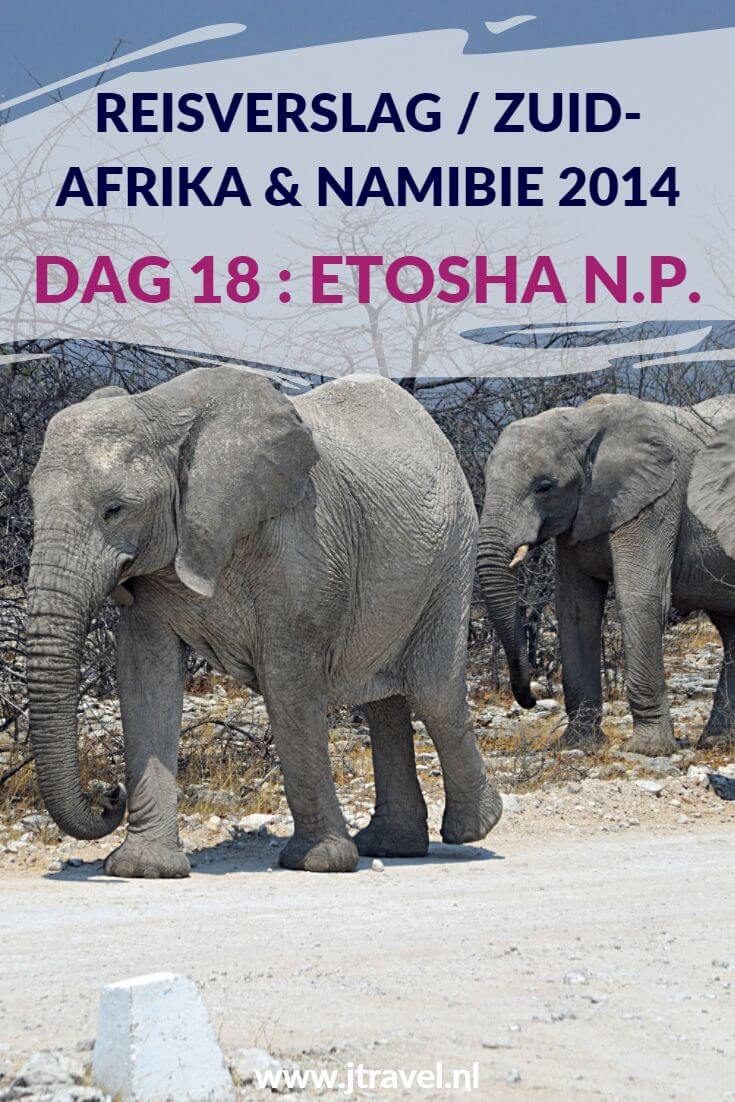 Dag 18 van mijn rondreis door Zuid-Afrika en Namibië breng ik door in het bekende nationale park in Namibië: Etosha National Park. Alles over de achttiende dag van mijn reis door Zuid-Afrika & Namibië lees je hier. Lees je mee? #namibie #etosha #etoshanationalpark #gamedrive #wildlife #reisverslag #jtravel #jtravelblog